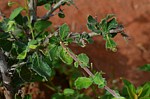 Commiphora aff africana Ghazi Kenya 2014_0141.jpg